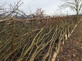 Hedgelaying Midland style