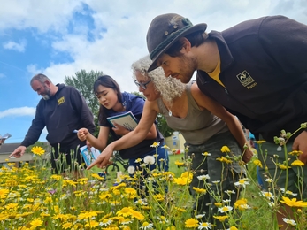 Eric, Community Ecologist in Residence, looks at a wildflower meadow with residents.