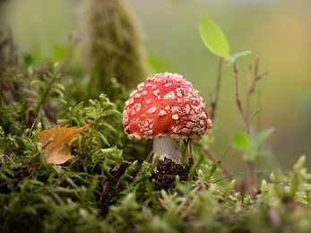 A fly agaric fungi amongst moss in a woodland area