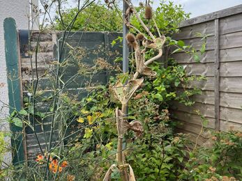 Teasel growing very well in a garden