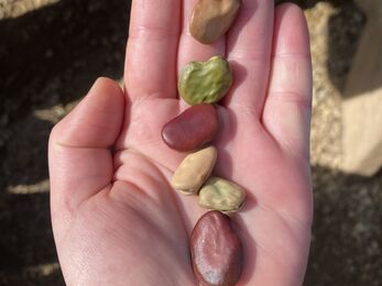 Seeds on hand