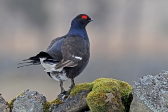 Male black grouse