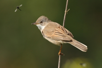 Whitethroat