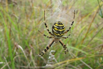 Wasp Spider