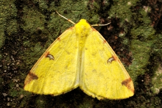 Brimstone Moth