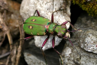 Green Tiger Beetle