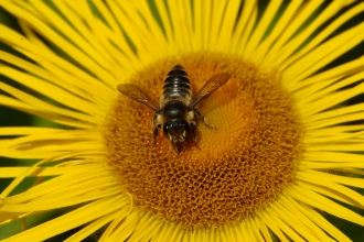 Patchwork Leaf-cutter Bee