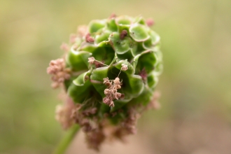 Salad Burnet