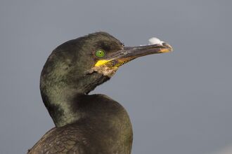 Shag