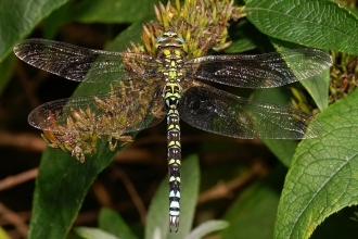 Southern Hawker