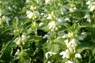 White Dead-nettle