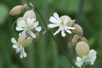 Bladder Campion