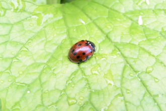 Eyed Ladybird