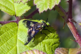 Twin-lobed Deer-fly