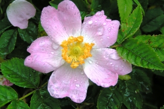 Dog-rose