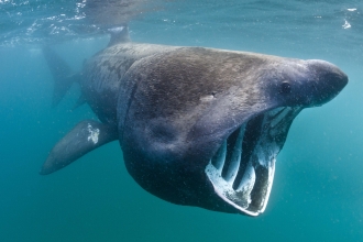 Basking shark