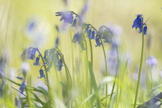 Bluebells and grass