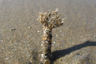 Sand mason worm