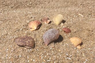 Variegated scallop