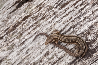 common lizard