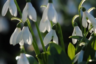 Snowdrops