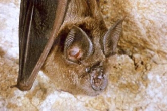 Greater Horseshoe Bat