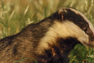 Badger