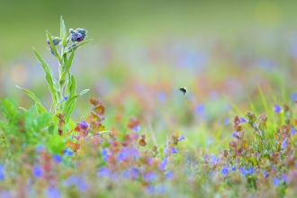 Wildflowers in meadow