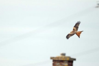 Bristol City Bird of Prey