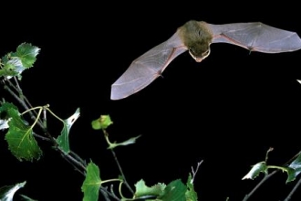 Pipistrelle bats