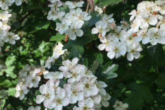 Hawthorn