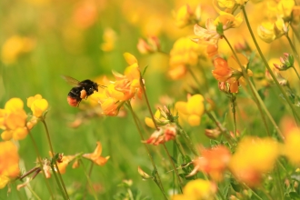 Buff-tailed bumblebee on birdsfoot trefoil