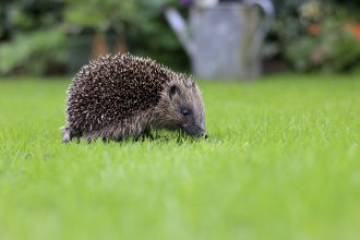 Hedgehog in garden