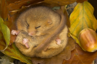 Hibernating Dormouse