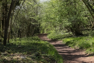 Weston Big Wood