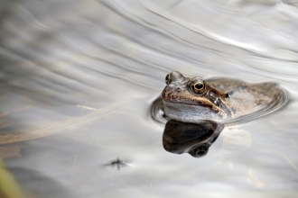 Frog swimming