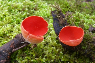 February scarlet elf cup fungi