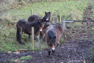 Exmoor ponies