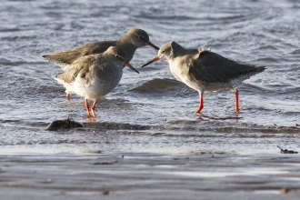 Redshanks