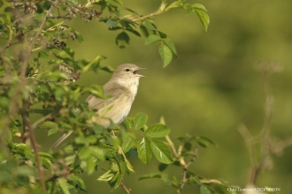 Warbler
