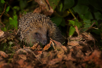 A hedgehog snuffling around in the leaf litter