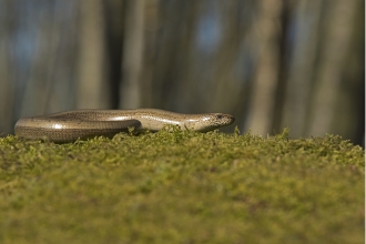 slow worm