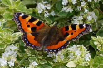 Small tortoiseshell butterfly on oregano