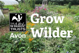 Grow Wilder site with logo