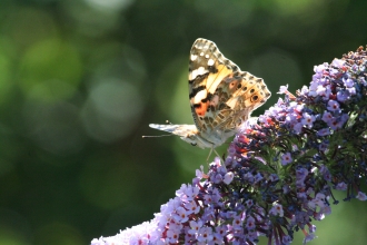 Painted lady butterfly