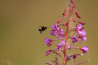 Bee at Frogmore Meadow