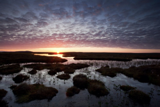 Pools and bog peatland 