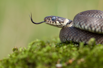 Grass snake