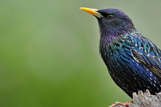 Starling