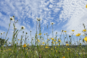 Wildflowers